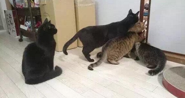 신혼부부가 고양이 키우면 나타나는일 | 인스티즈