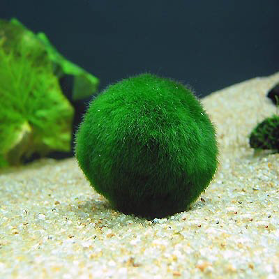 만인의 애완동물 | 인스티즈