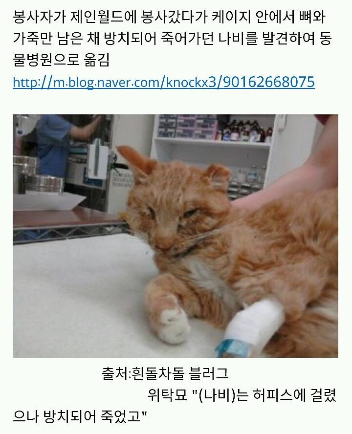 아산에서 또다시 희생당하는 동물이 나타나지않게 서명하자!(사진 끔찍주의) | 인스티즈
