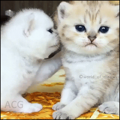 고양이.jpgif | 인스티즈