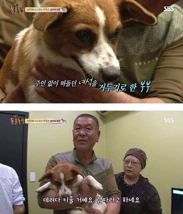 잃어버린 개를 3년만에 찾은 아저씨 | 인스티즈