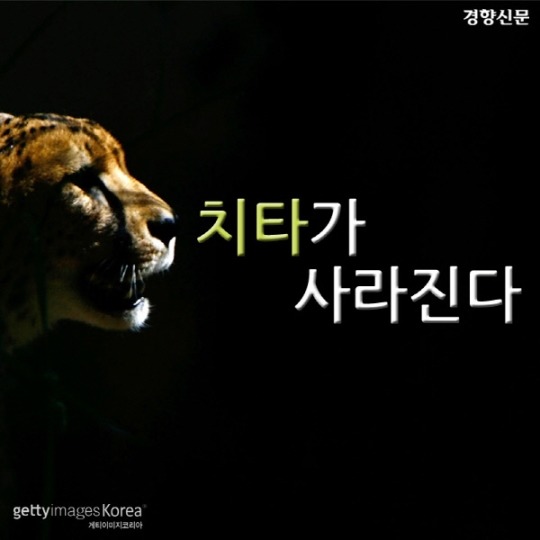  치타가 사라진다 | 인스티즈