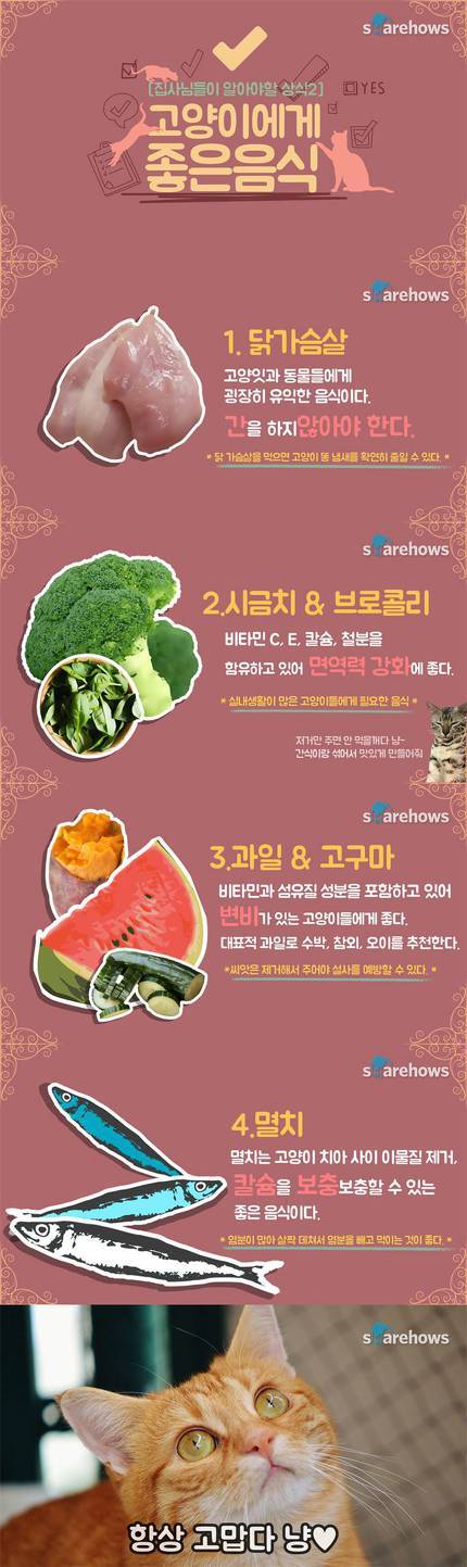 고양이에게 나쁜 음식&좋은 음식 | 인스티즈