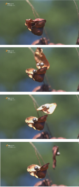 바다를 여행하는 씨앗 | 인스티즈