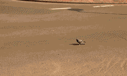 비둘기의 위엄 | 인스티즈