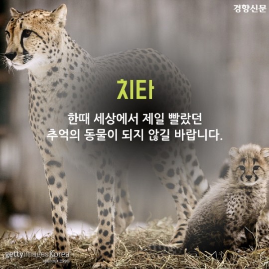  치타가 사라진다 | 인스티즈