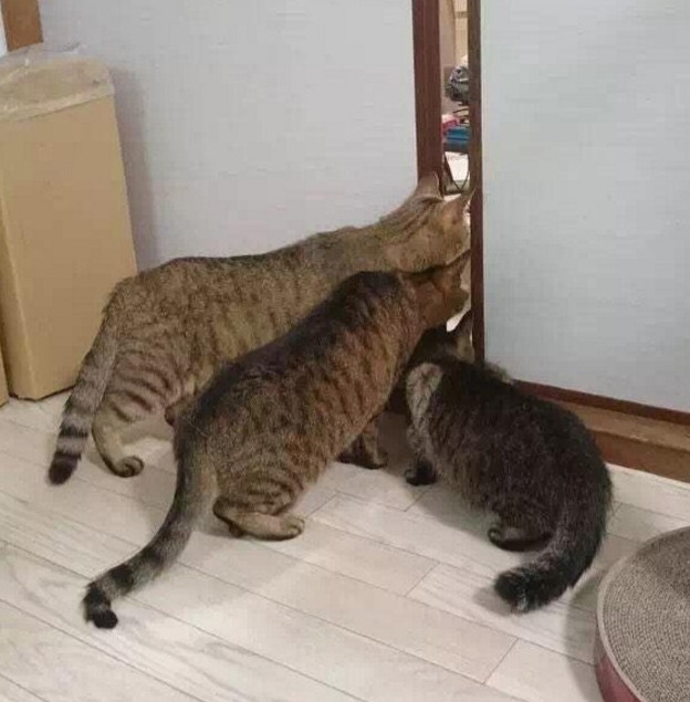 신혼부부가 고양이 키우면 나타나는일 | 인스티즈