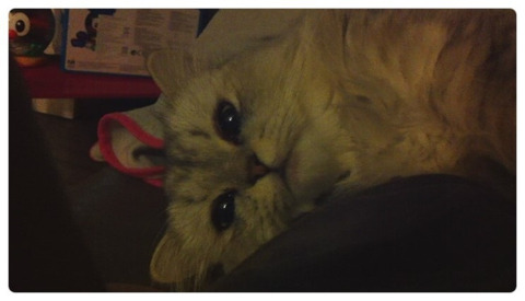 호랑이 판매하는 이유 | 인스티즈