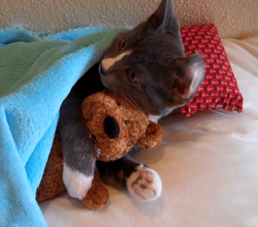 껴안고 난리남﻿﻿.gif | 인스티즈