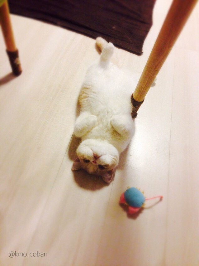 온돌을 처음 경험한 냥이 | 인스티즈