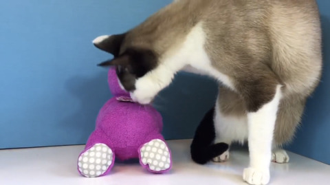 텔레토비 장난감을 소개해주고 노는 유투버(feat. 고양이) | 인스티즈