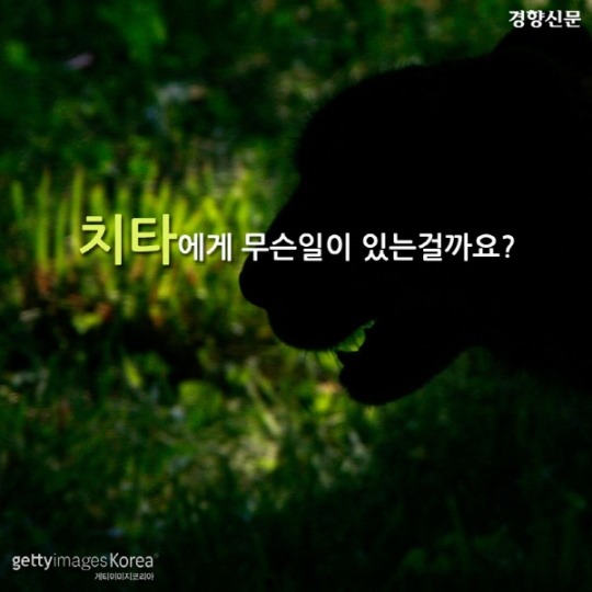  치타가 사라진다 | 인스티즈