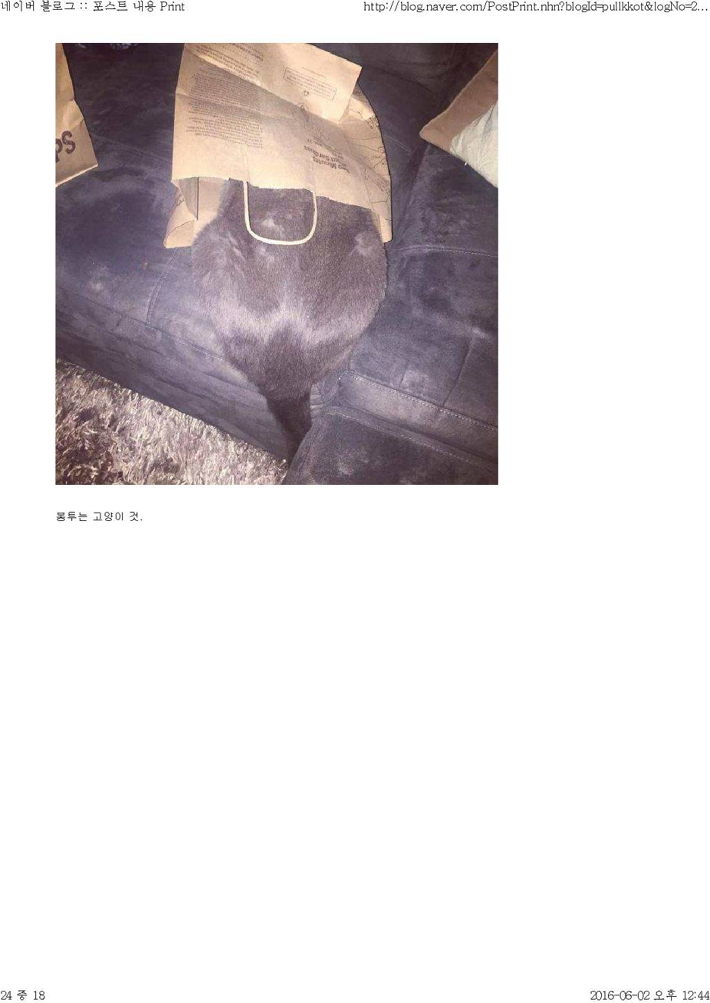 고양이와 함께 산다는것 | 인스티즈