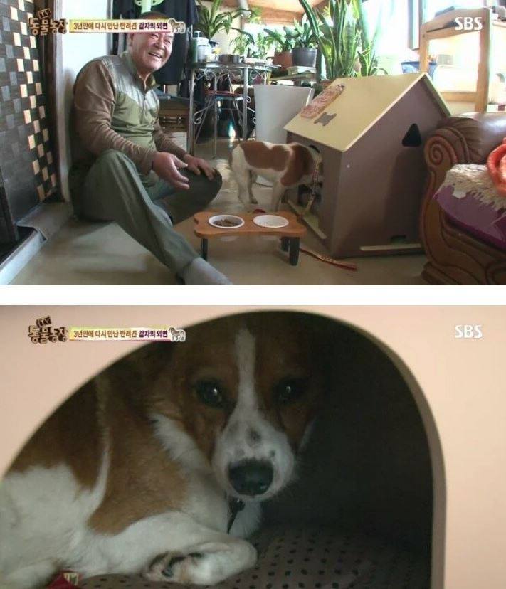 잃어버린 개를 3년만에 찾은 아저씨 | 인스티즈