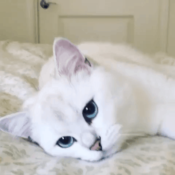 흰냥이.gif | 인스티즈