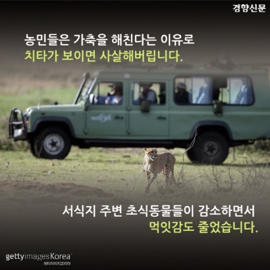  치타가 사라진다 | 인스티즈