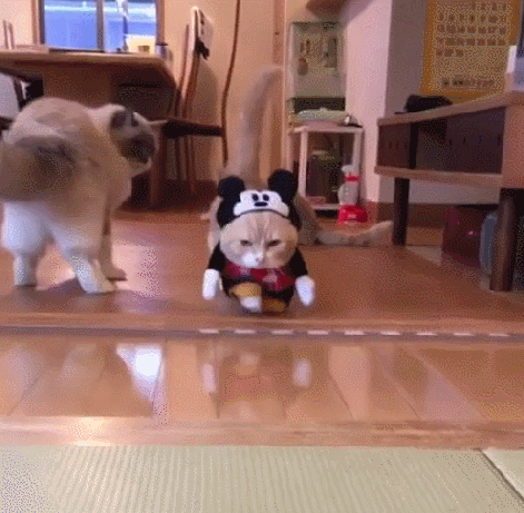 나는 미키마우스다냥 | 인스티즈