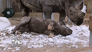 얼음 마사지하는 코뿔소.gif | 인스티즈