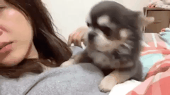 일본 사는 강아지.gif | 인스티즈