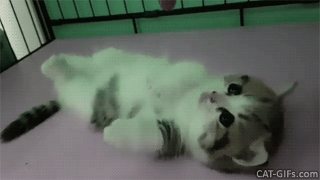 아기고양이 | 인스티즈