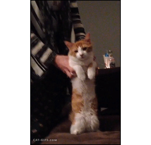 고장난 고양이 모음.gif(데이터주의) | 인스티즈