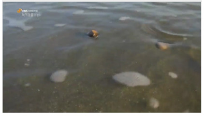 바다를 여행하는 씨앗 | 인스티즈