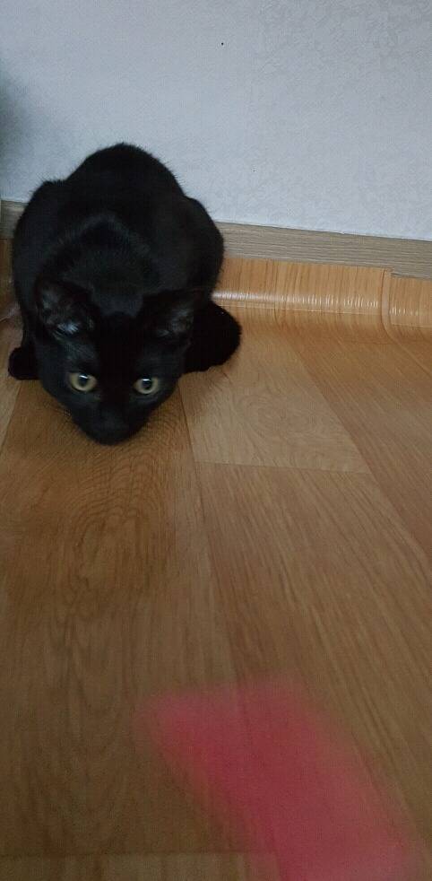 고양이 키우는 분들만 아는자세ㅋㅋ | 인스티즈