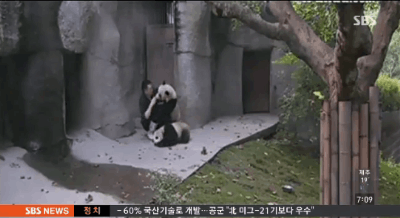 사랑스러운 팬더 | 인스티즈