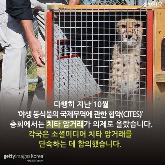  치타가 사라진다 | 인스티즈