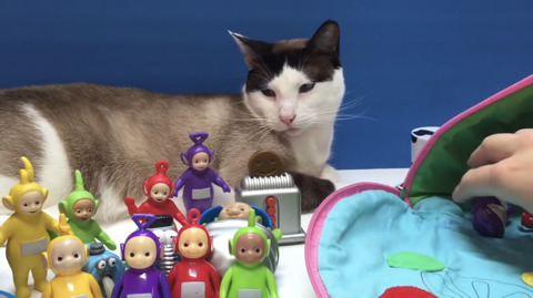 텔레토비 장난감을 소개해주고 노는 유투버(feat. 고양이) | 인스티즈