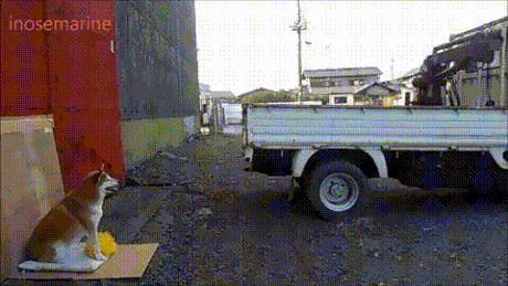 개와 고양이의 차이점 | 인스티즈