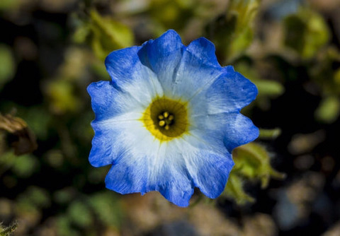 세계에서 가장 건조한 사막에 폭우가 내렸다.jpg | 인스티즈