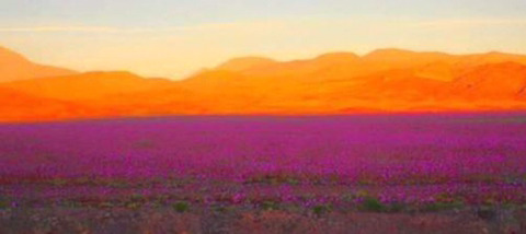 세계에서 가장 건조한 사막에 폭우가 내렸다.jpg | 인스티즈