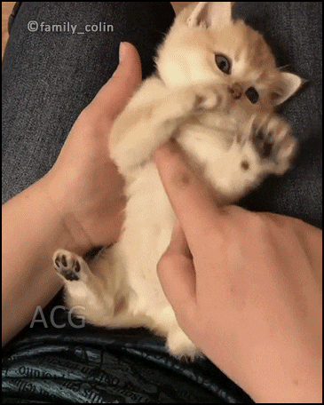 고양이.jpgif | 인스티즈