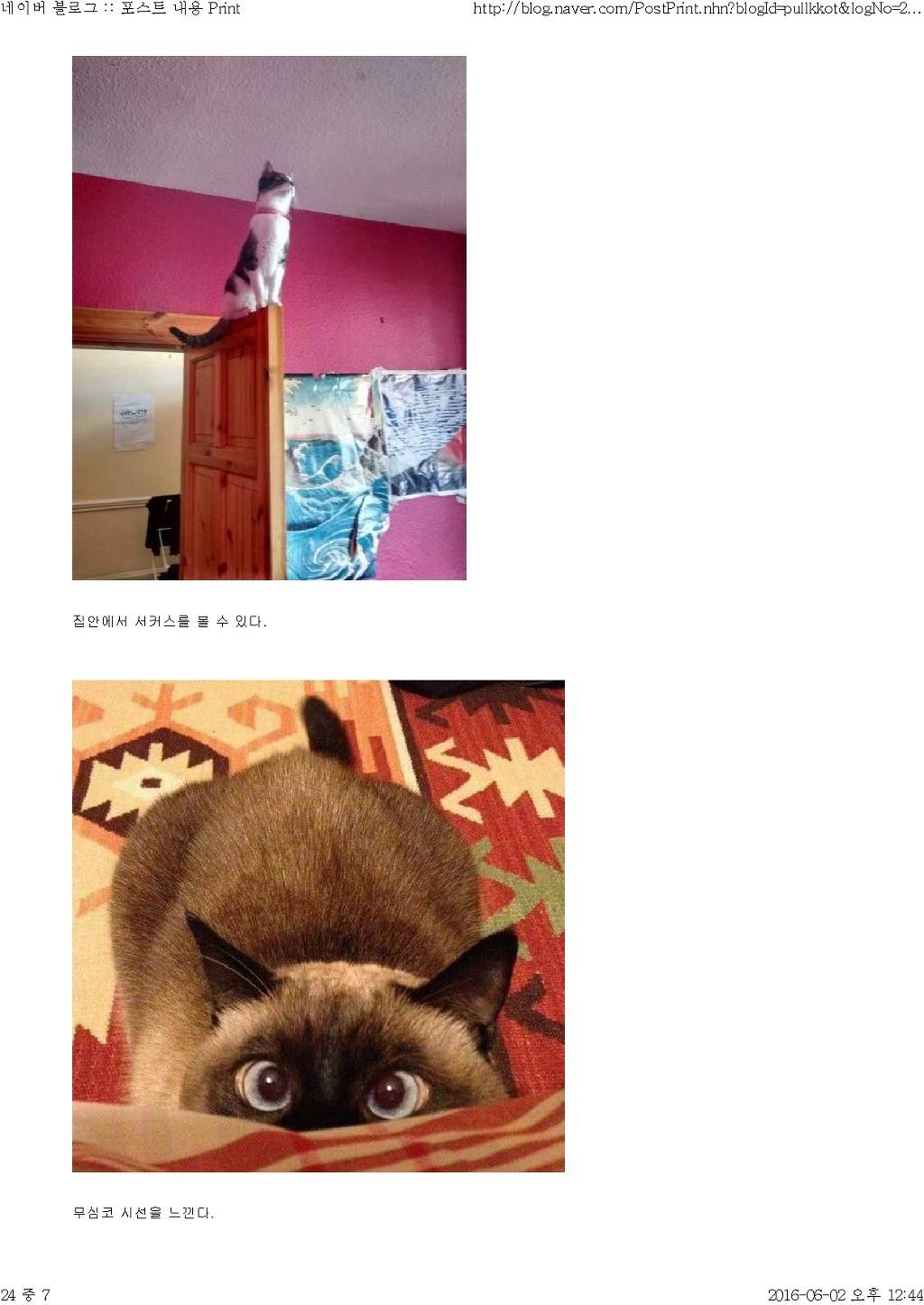 고양이와 함께 산다는것 | 인스티즈