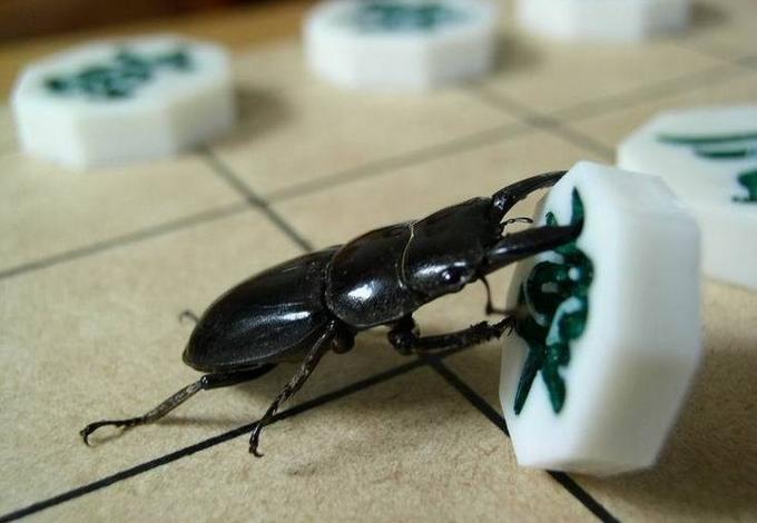 장기하는 벌레 | 인스티즈