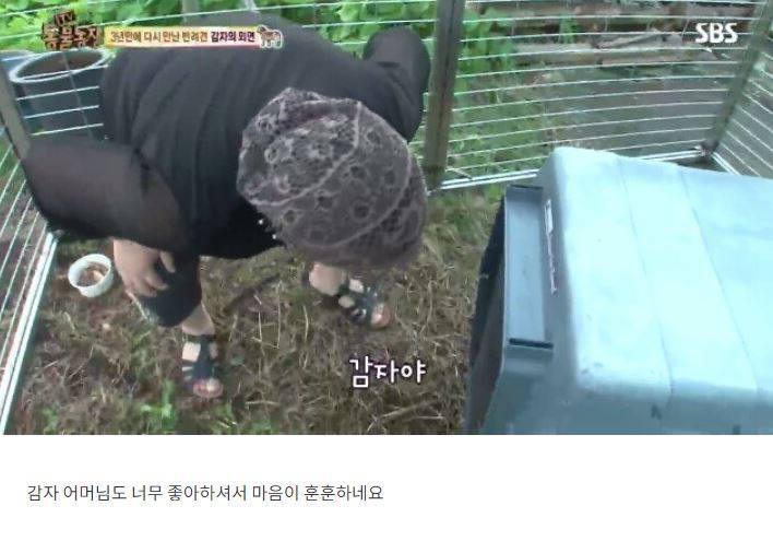 잃어버린 개를 3년만에 찾은 아저씨 | 인스티즈