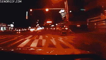 어디서 견수작이여! | 인스티즈