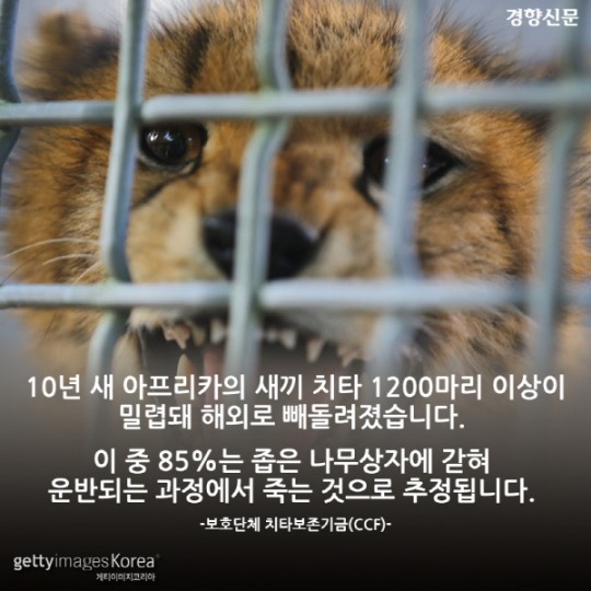  치타가 사라진다 | 인스티즈