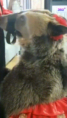 동물을 뒤에서 만지면 안되는 이유.gif | 인스티즈