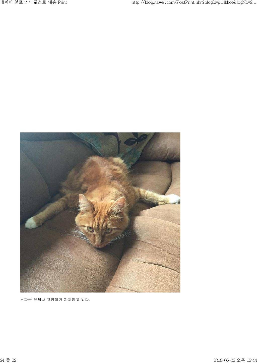 고양이와 함께 산다는것 | 인스티즈