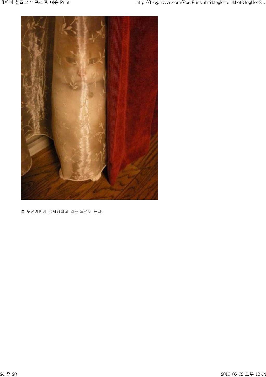 고양이와 함께 산다는것 | 인스티즈