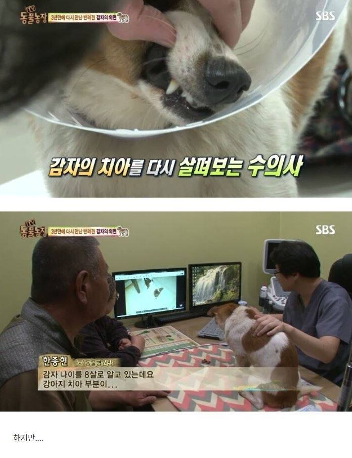 잃어버린 개를 3년만에 찾은 아저씨 | 인스티즈