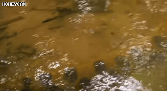 5M 짜리 아나콘다.gif | 인스티즈