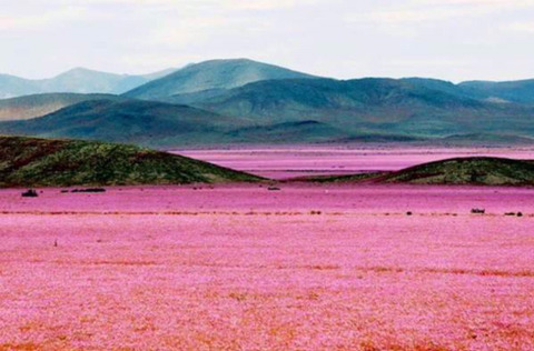 세계에서 가장 건조한 사막에 폭우가 내렸다.jpg | 인스티즈