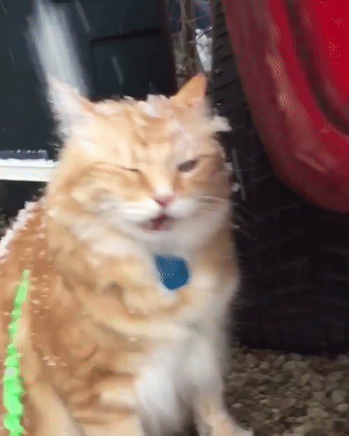 눈 위의 동물들 | 인스티즈