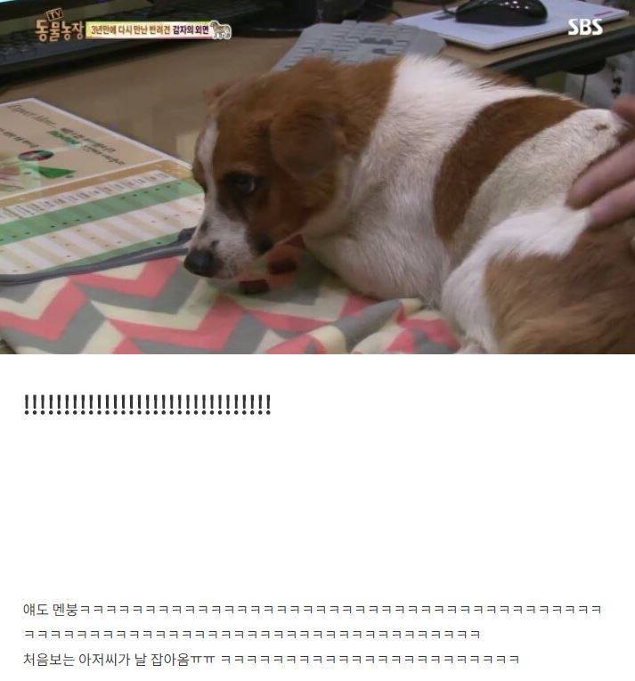 잃어버린 개를 3년만에 찾은 아저씨 | 인스티즈