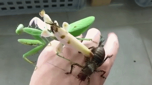 이러고있으면30분에 100만원 한다vs안한다 (벌레주의) | 인스티즈