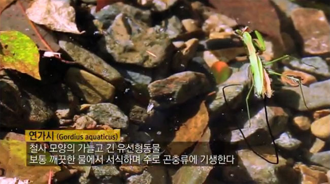 숙주가 필요한 기생충들 | 인스티즈