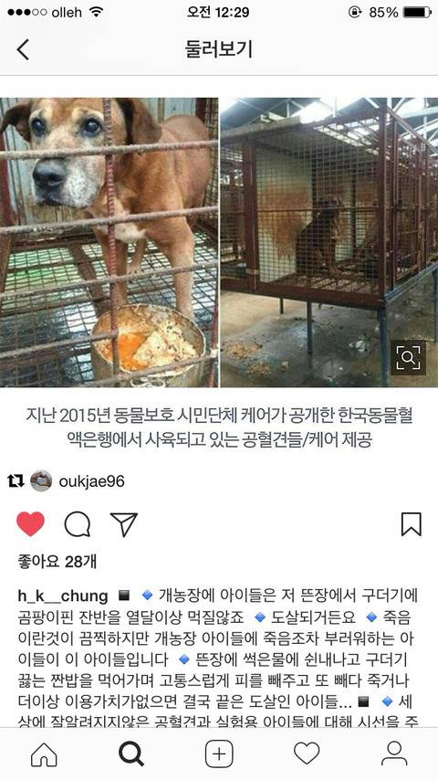 평생 피뽑다가 도살당하는 공혈견에 대해 알고있어? | 인스티즈